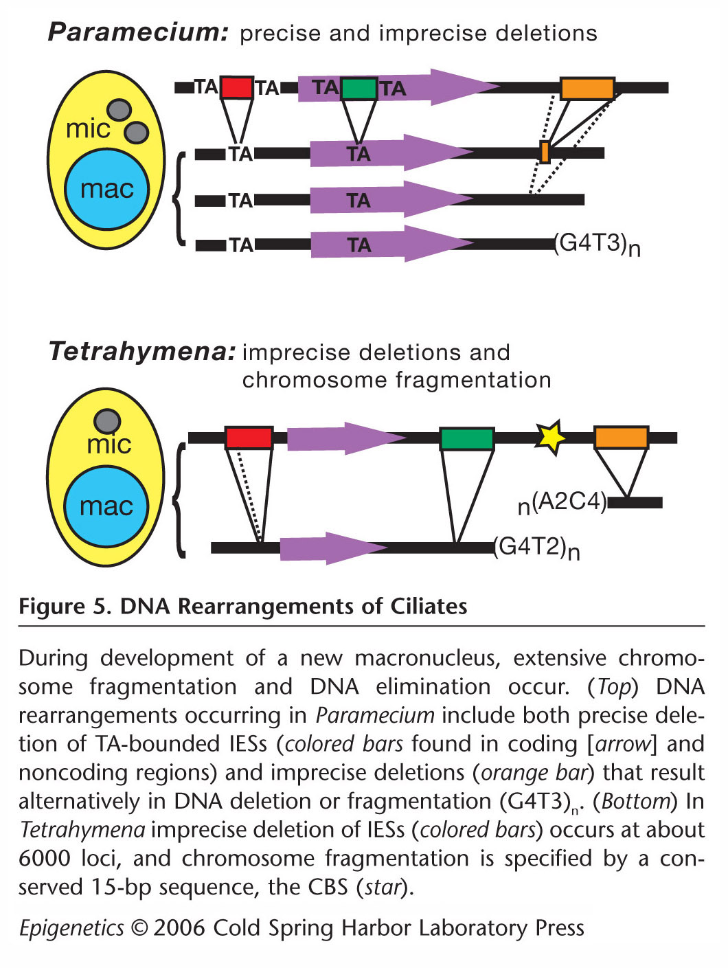 Cold Spring Harbor Teaching Resources