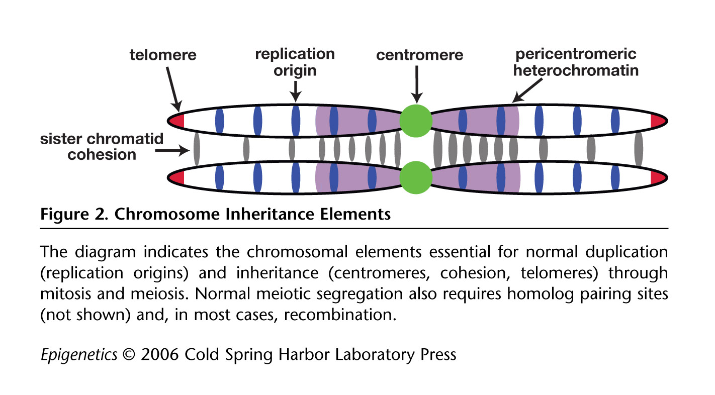 Cold Spring Harbor Teaching Resources